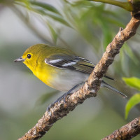 Yellow-throated Vireo